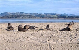 view New Zealand sea lions at Surat Bay and Cannibal Bay
