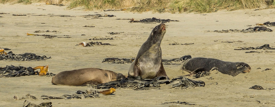 take a closer look at some seals or penguins at Owaka beach