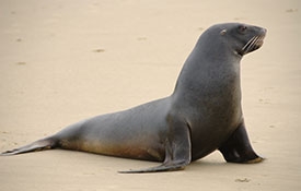 fur seals