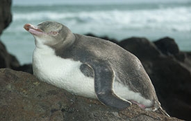 yellow-eyed penguins